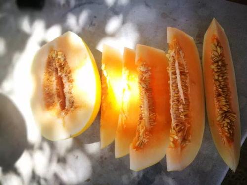 吃瓜阿拉善,揭秘神秘沙漠中的瓜果传奇